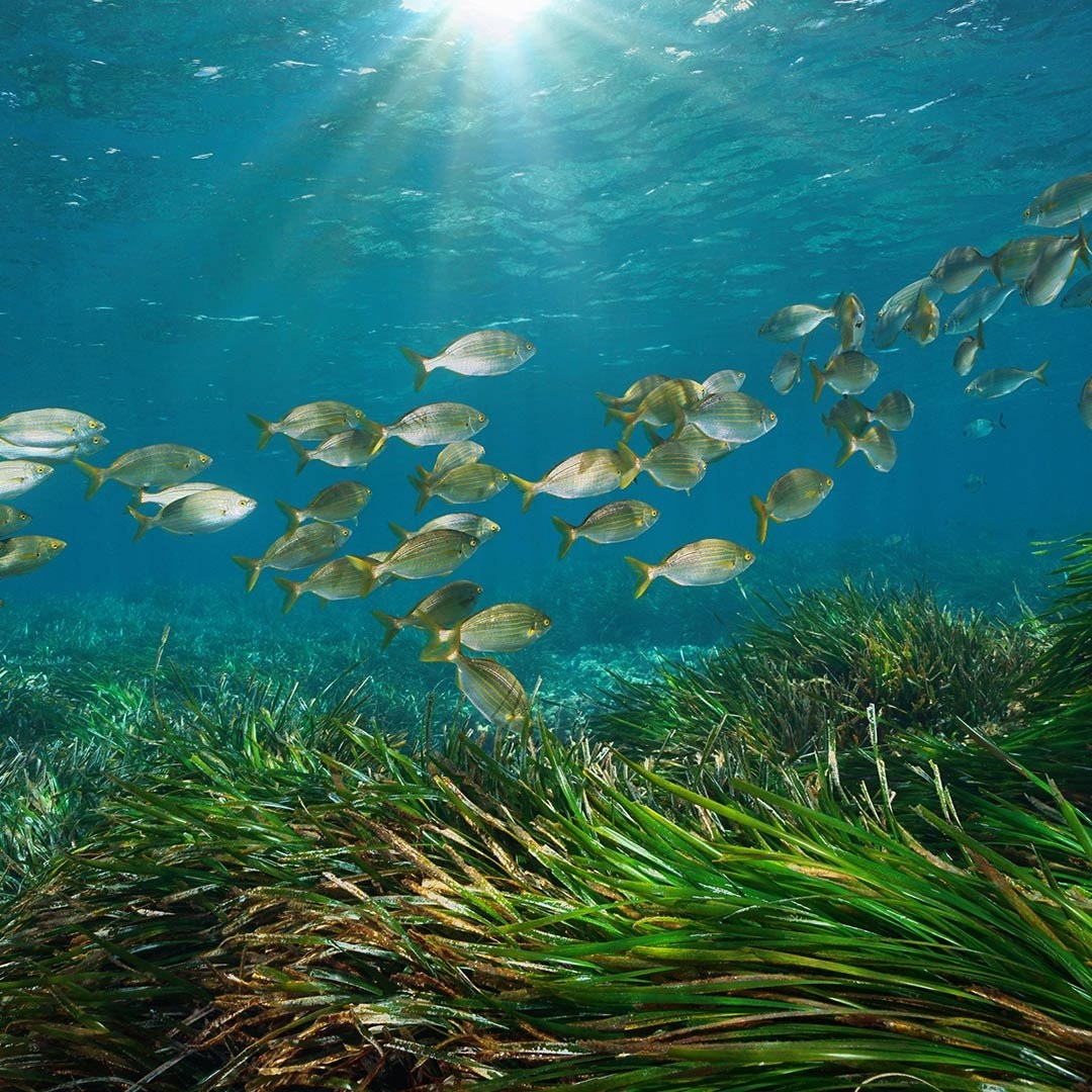 Snorkeling en Corse et Méditerranée