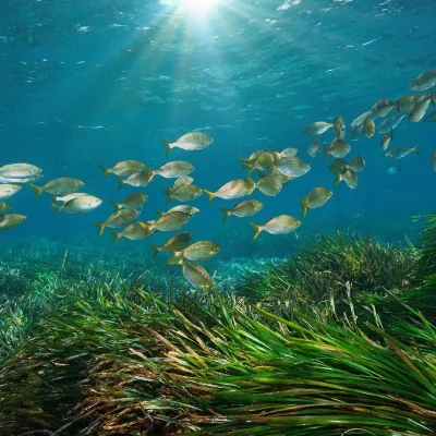 Snorkeling en Corse et Méditerranée