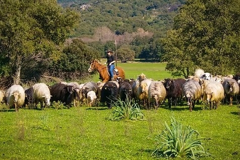 Randonnée à cheval dans la Vallée de l'Ortolo